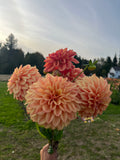 A bouquet of large peach and coral dahlia flowers held up outdoors in a grassy field, with trees and a house blurred in the background.