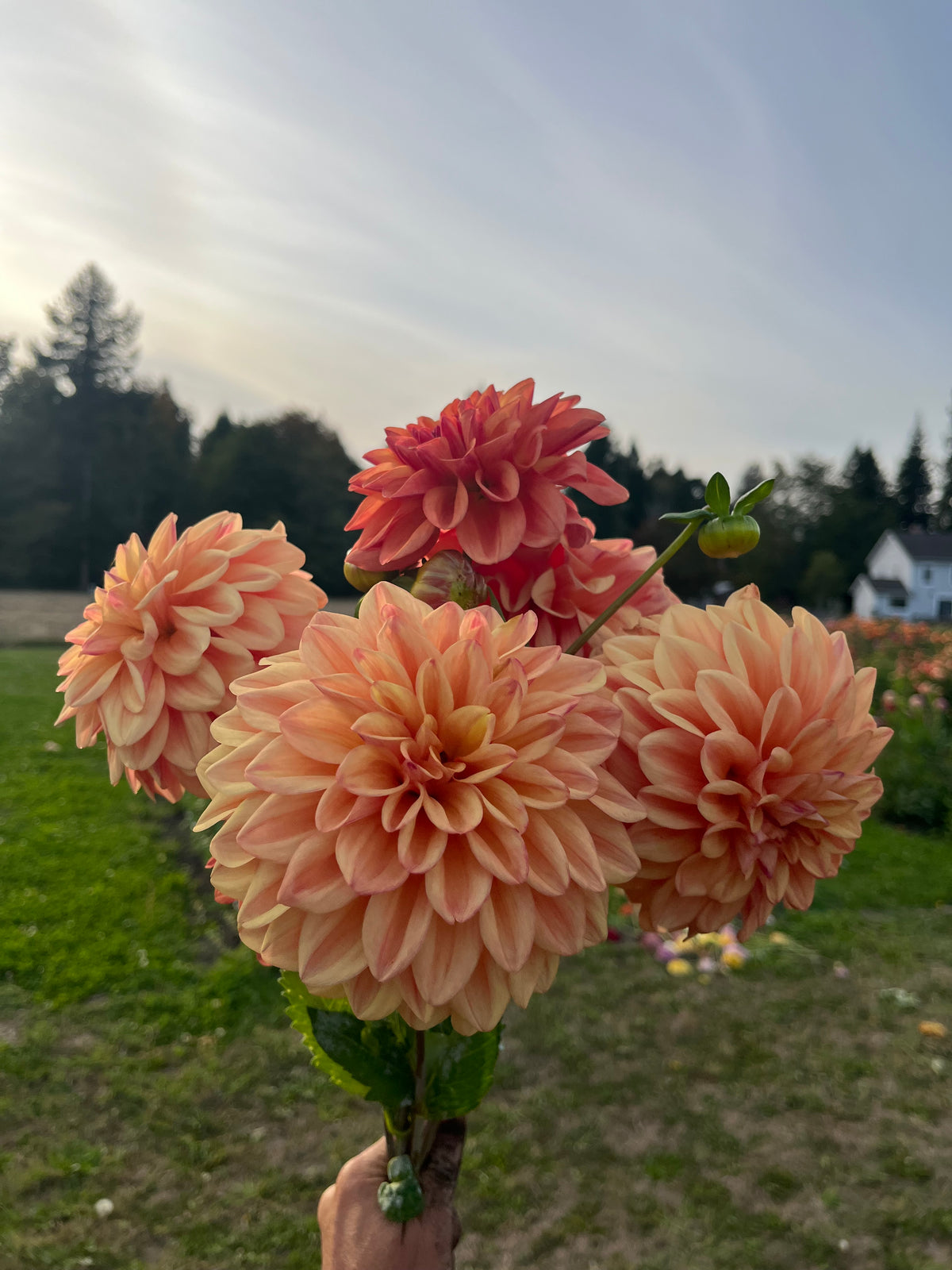 A bouquet of large peach and coral dahlia flowers held up outdoors in a grassy field, with trees and a house blurred in the background.