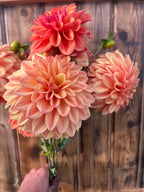 A bouquet of large dahlia flowers in shades of peach, pink, and coral, held by a hand against a rustic wooden plank background.