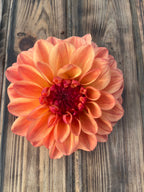 A single large dahlia flower with peach, orange, and deep red petals, photographed from above on a rustic wooden plank surface.