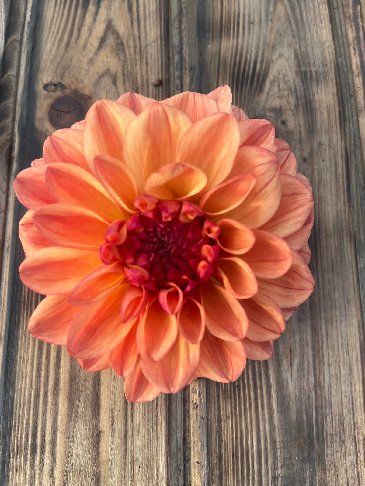 A single large dahlia flower with peach, orange, and deep red petals, photographed from above on a rustic wooden plank surface.