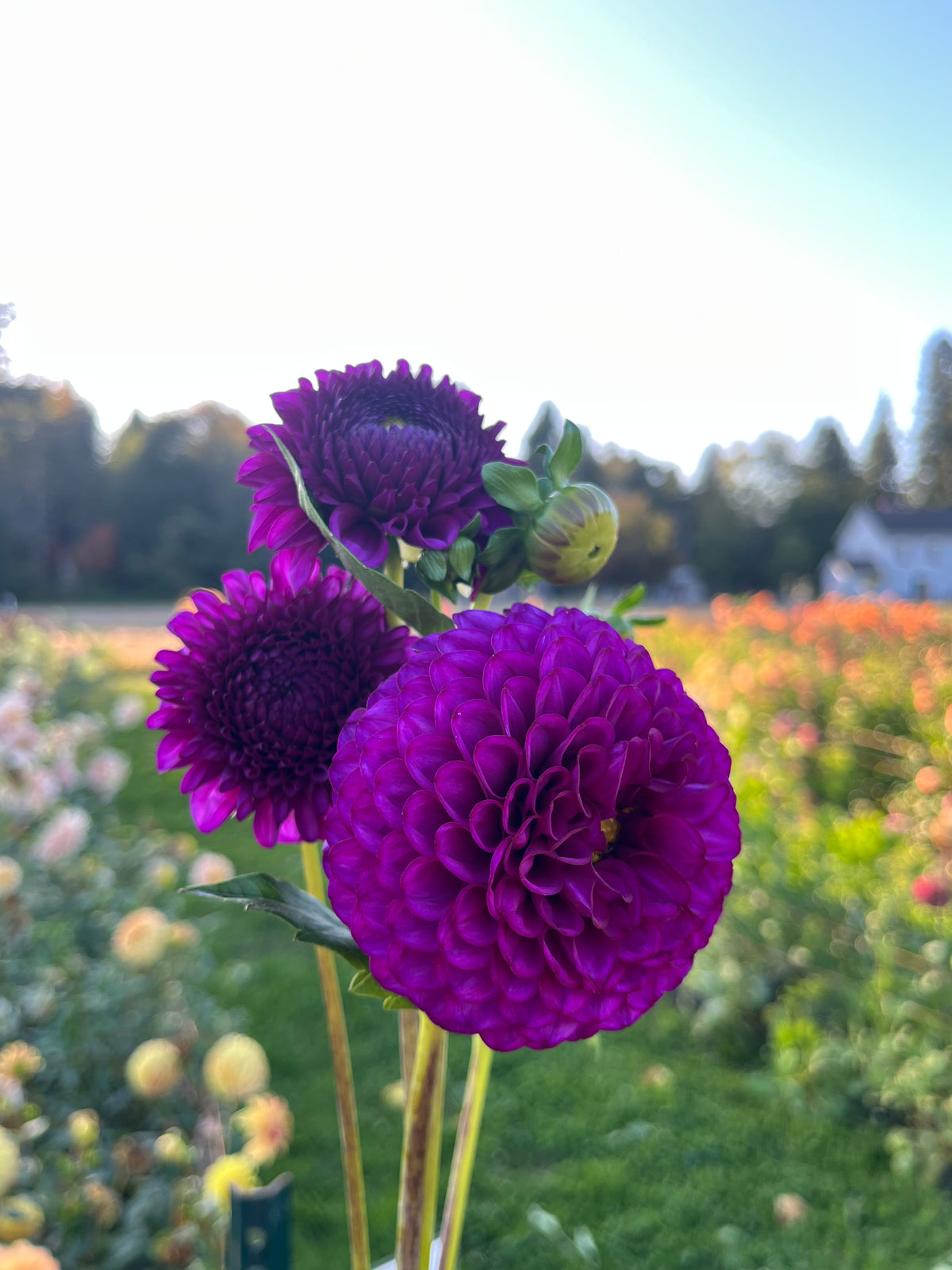 SB Becky dahlia, three deep purple dahlia flowers with green stems and buds
