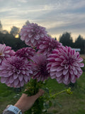 Salish Twilight Girl dahlia tuber, two toned purple dahlia in hand