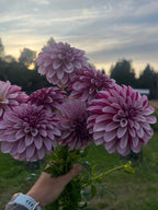 Salish Twilight Girl dahlia tuber, two toned purple dahlia in hand