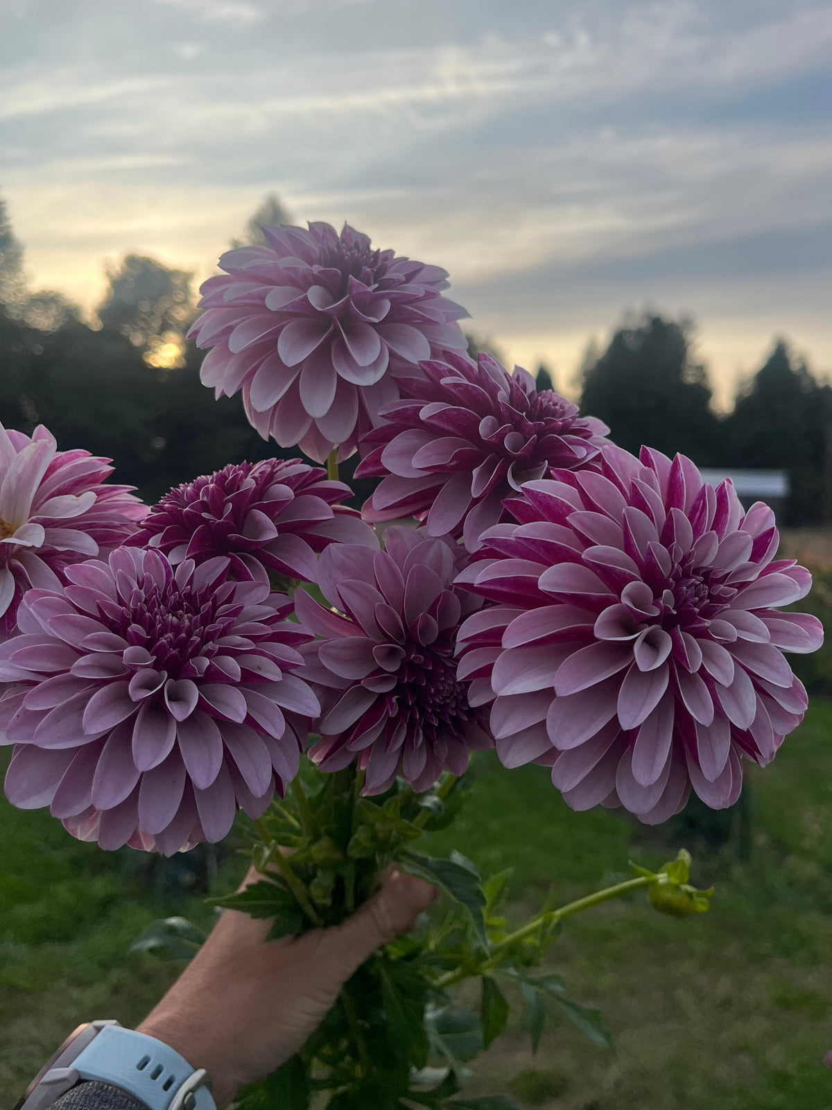 Salish Twilight Girl dahlia tuber, two toned purple dahlia in hand