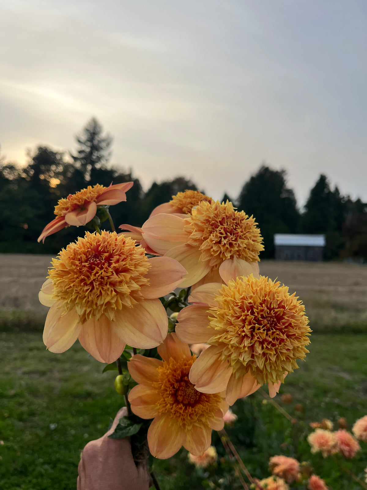 A hand holding a bouquet of large orange and yellow dahlia flowers in an outdoor field at dusk, with trees and a barn blurred in the background.