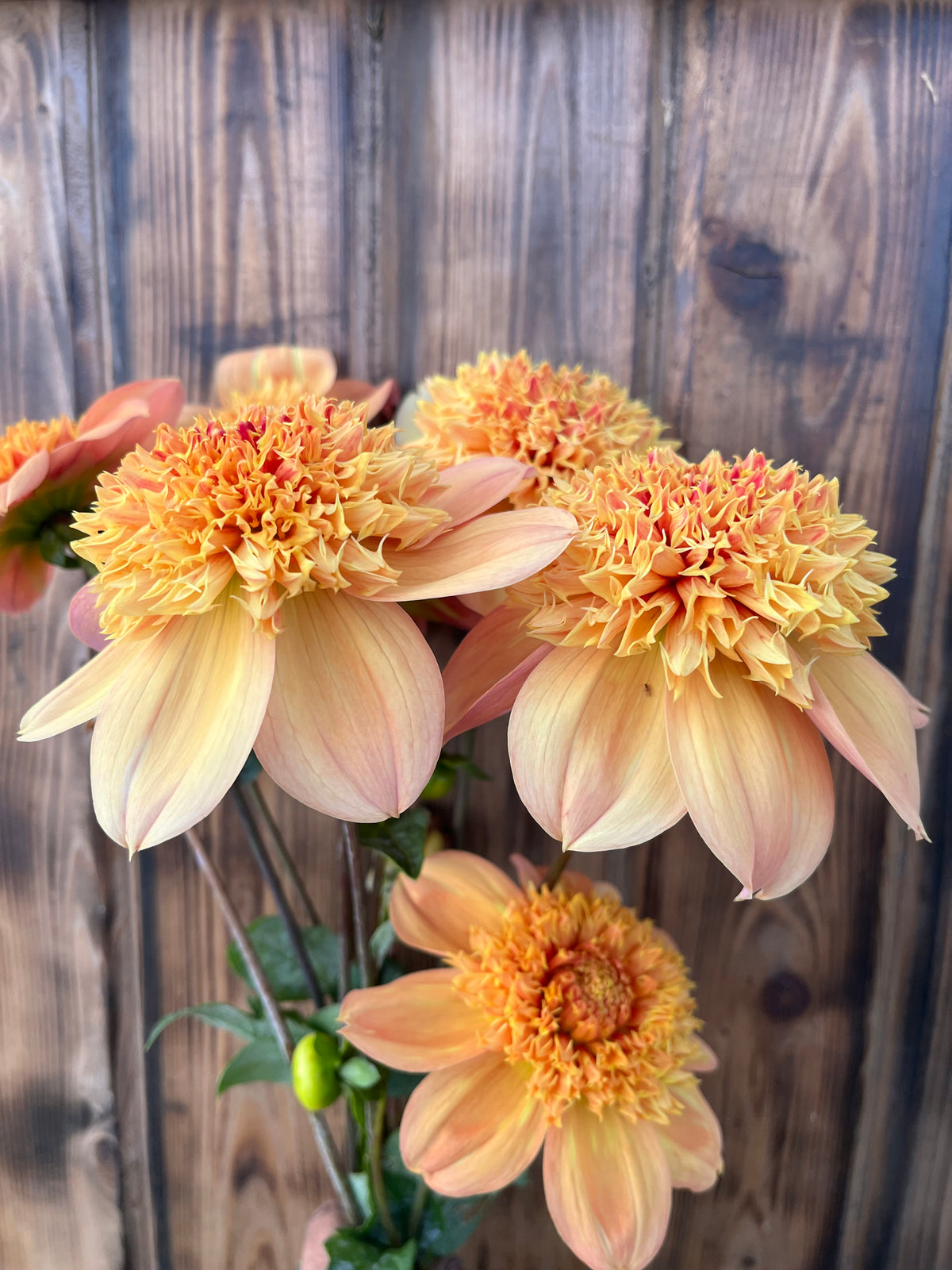 A close-up of several orange and pale peach dahlia flowers with green stems, photographed against a rustic dark wood plank background.