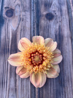 A single dahlia flower with peach, pink, and yellow-orange petals arranged in a rounded bloom, photographed from above on a rustic weathered wood plank background.