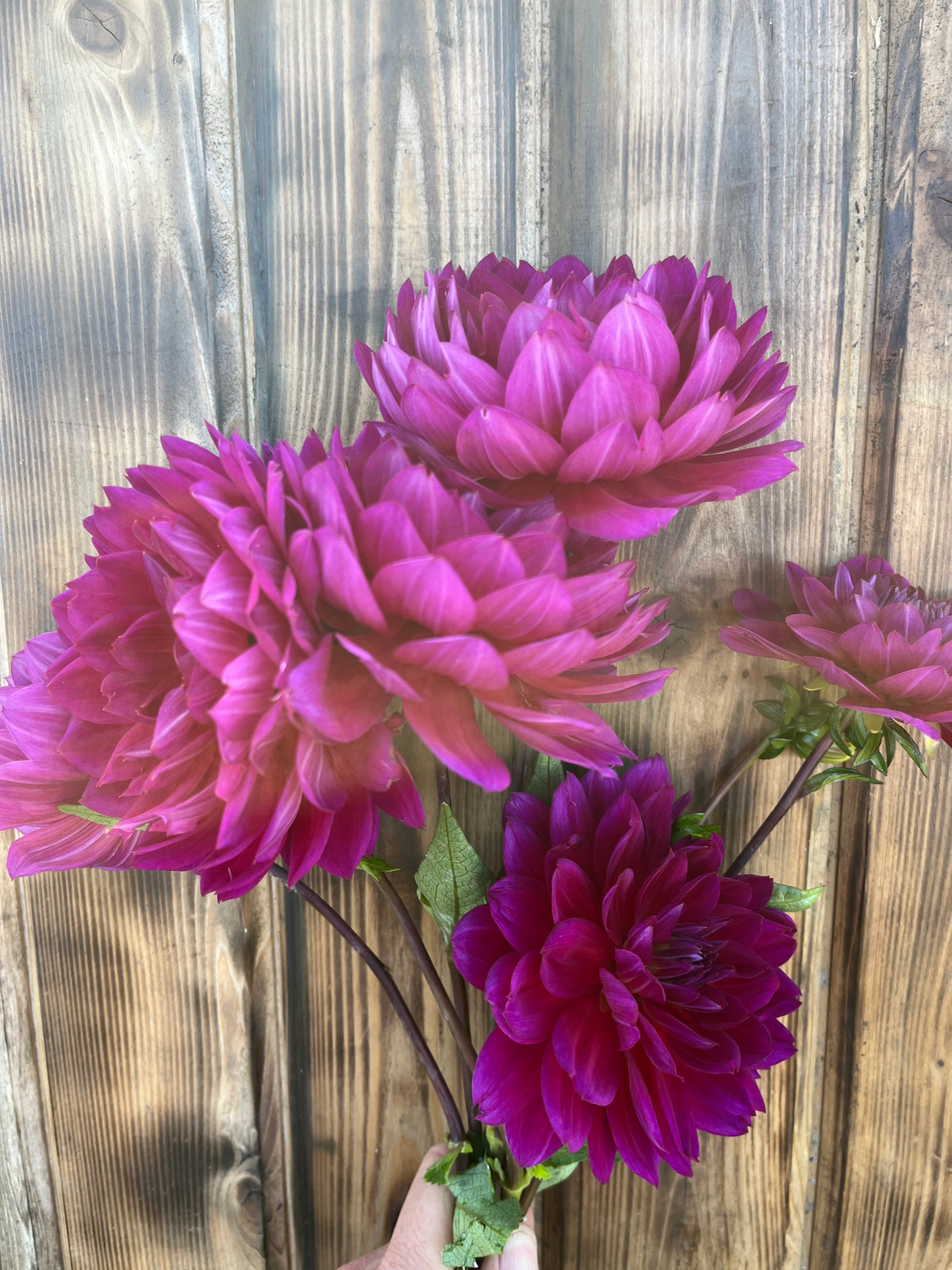 A bouquet of artificial dahlia flowers in shades of magenta, pink, and deep purple, held by a hand against a rustic wooden plank background.
