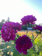 Vibrant purple dahlia flowers in full bloom with green leaves, photographed outdoors in a sunny garden with a blurred field and trees in the background.
