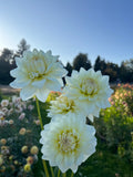 Three large cream-white dahlia flowers in full bloom on a sunny day, photographed outdoors against a soft-focus background of green foliage and a blue sky.