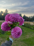 Snoho Les dahlia tuber, pink dahlias in a hand