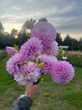 Snoho Sonia dahlia tuber, soft pink dahlia in hand