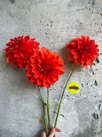 Swan's Olympic Flame dahlia tuber