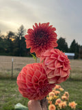Three large coral-pink dahlia flowers held up in a field, with a blurred outdoor background of trees, grass, and sky.