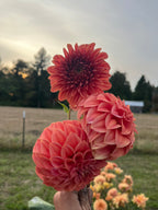 Three large coral-pink dahlia flowers held up in a field, with a blurred outdoor background of trees, grass, and sky.