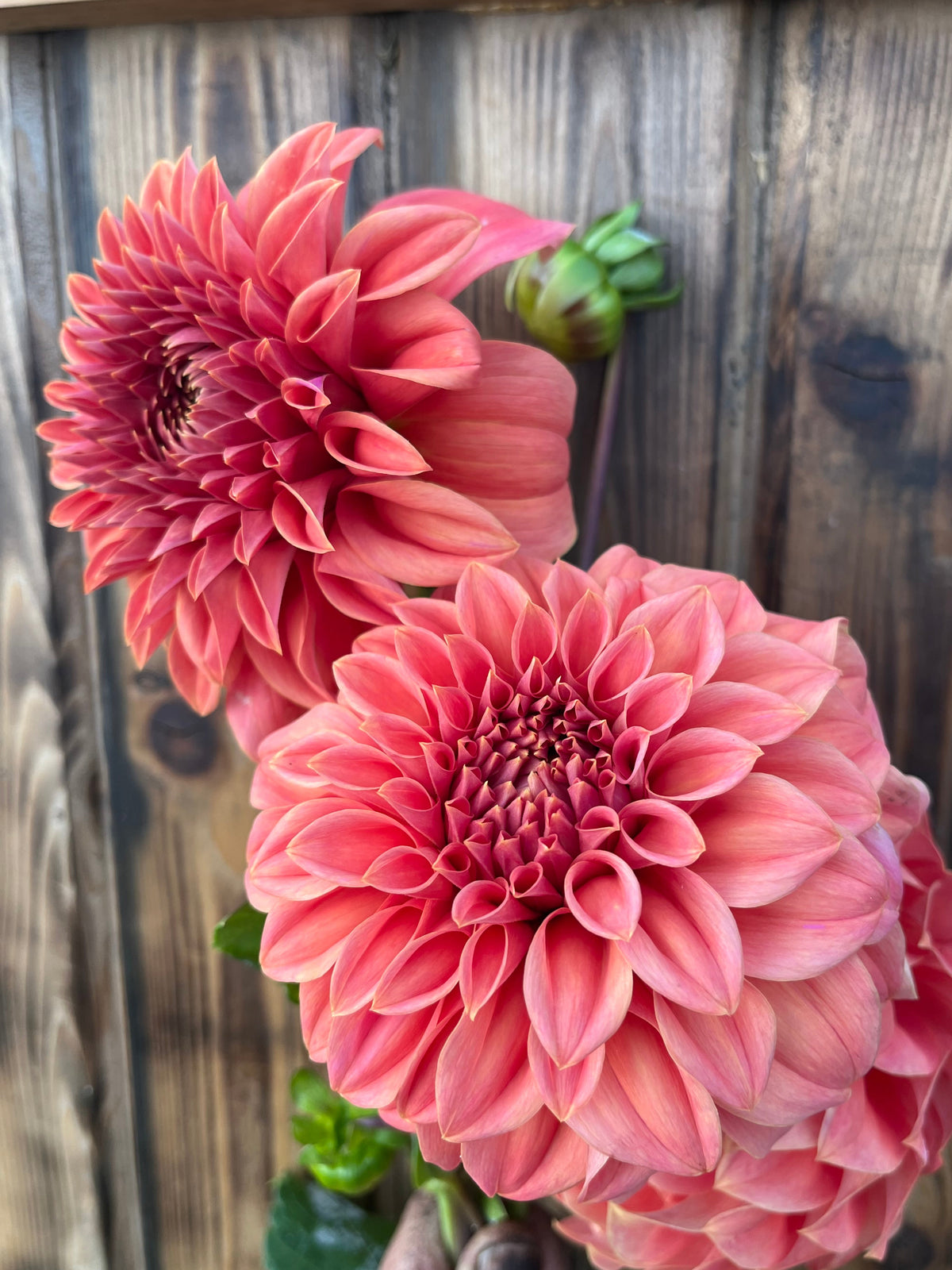 Two large pinkish-red dahlia flowers with green buds and leaves, held in front of a rustic wooden fence.