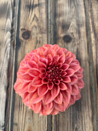 Large orange and coral Dahlia bloom
