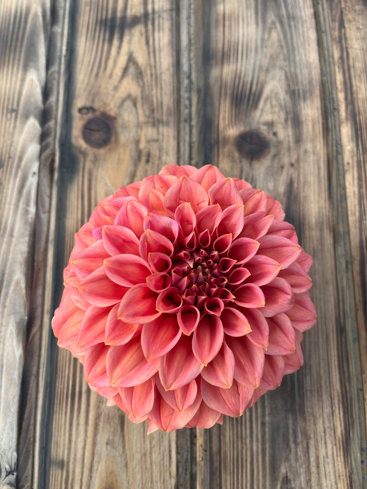 Large orange and coral Dahlia bloom