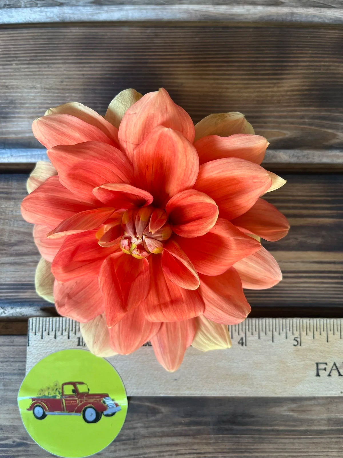 Teddy dahlia bloom, additional photo