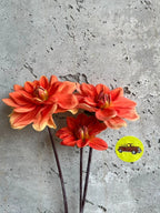 Teddy dahlia tuber