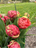 Coral peony tulip