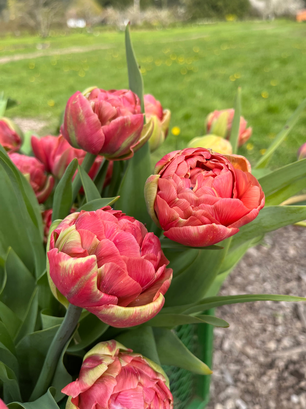 Coral peony tulip