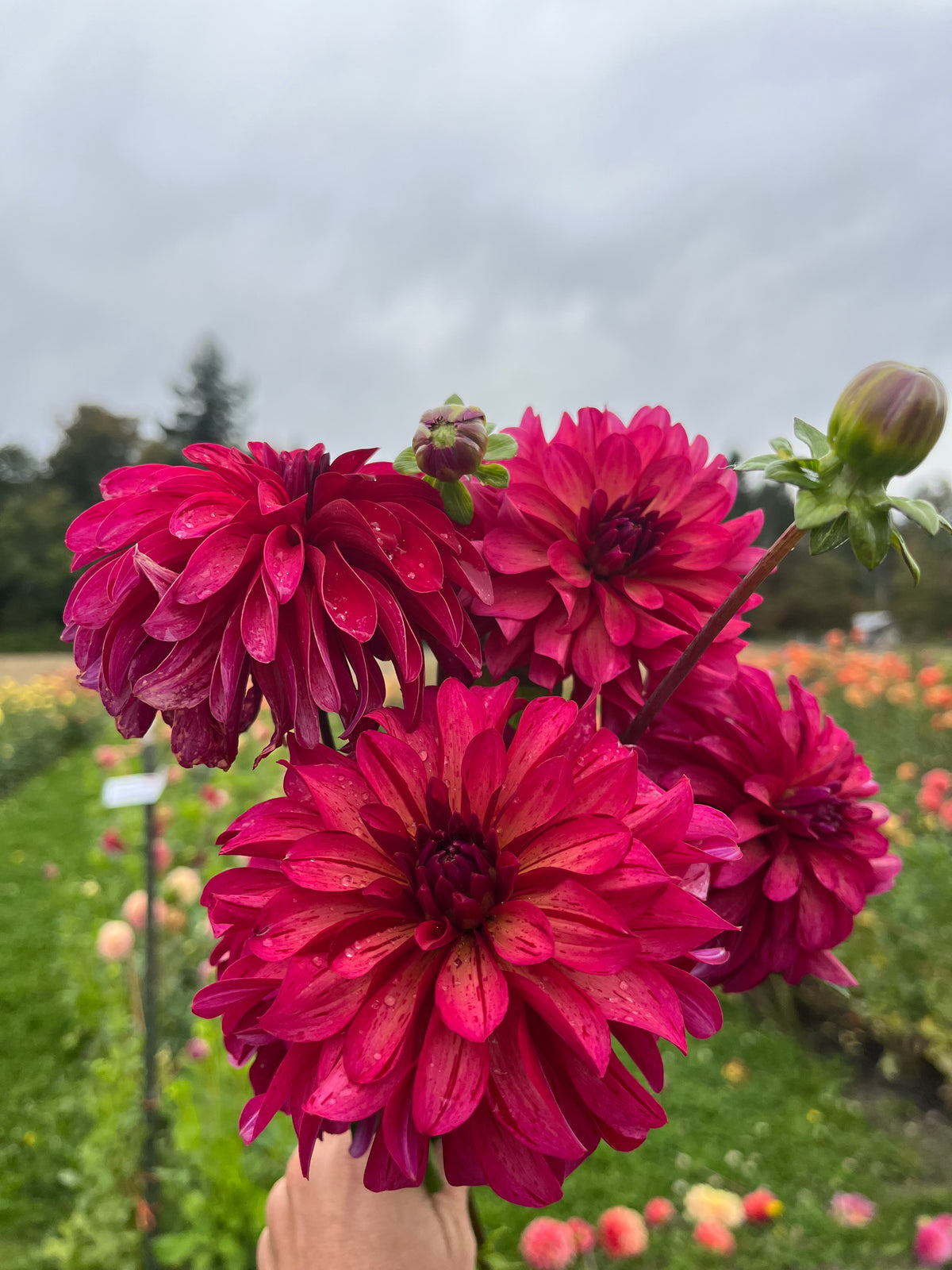 A close-up of a hand holding a bouquet of vibrant magenta-pink dahlia flowers with water droplets, set against a blurred garden background with green foliage and a cloudy sky.