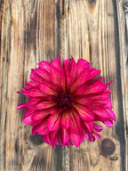 A single bright pink mums dahlia flower with magenta-purple speckles, photographed from directly above on a rustic brown wooden plank background.