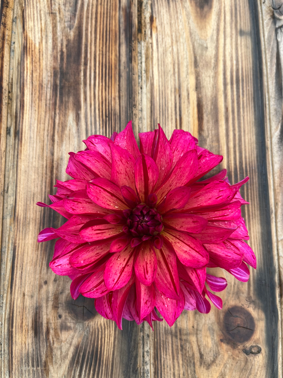 A single bright pink mums dahlia flower with magenta-purple speckles, photographed from directly above on a rustic brown wooden plank background.