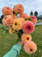 Wine Eyed Jill dahlia tuber