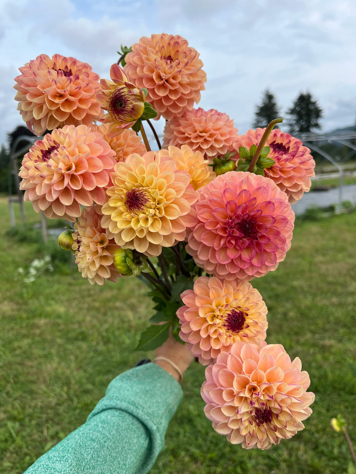 Wine Eyed Jill dahlia tuber