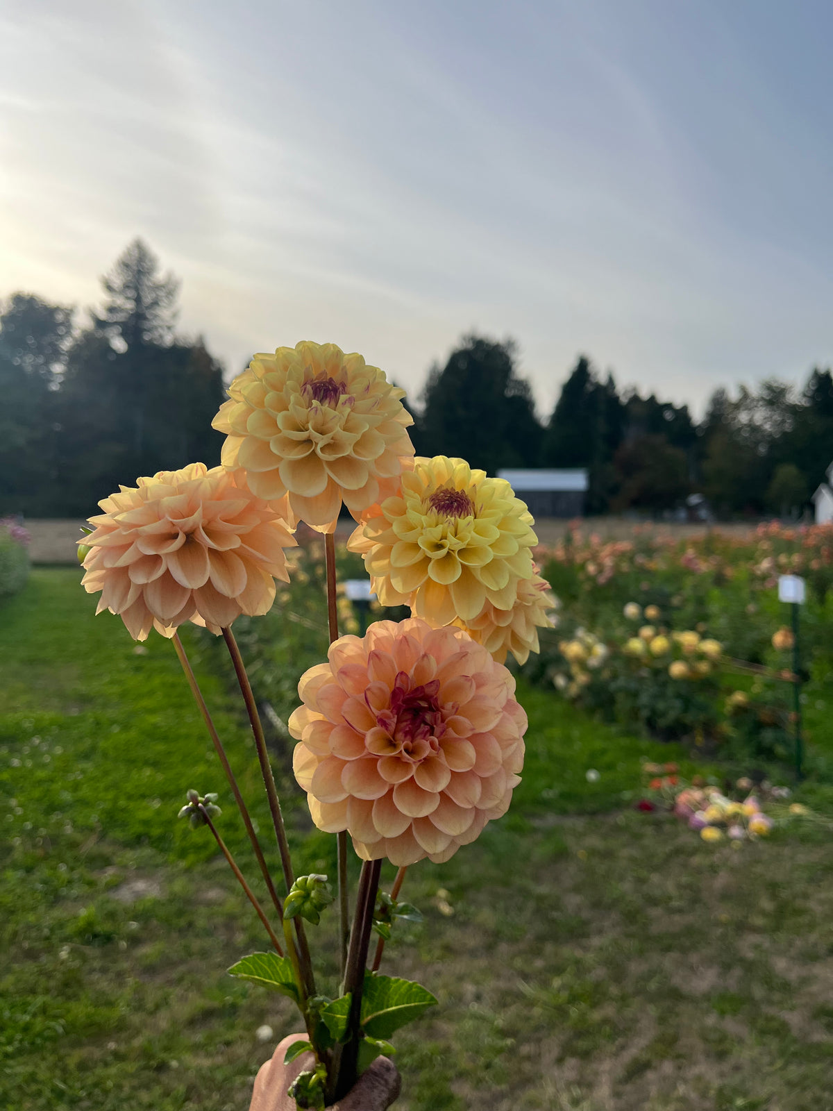 Four large dahlia flowers in soft peach, cream, and pale yellow hues held up by a hand in a sunny outdoor flower field.