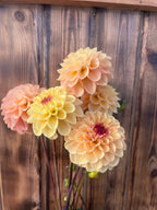 A cluster of large dahlia flowers in soft peach, cream, and pale yellow tones with dark reddish centers, set against a rustic brown wooden plank background.