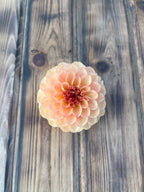 A single dahlia flower with peach, cream, and deep red petals, photographed from above on a rustic wooden plank surface.
