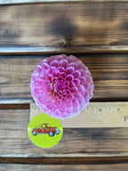 Wizard of Oz dahlia bloom, additional photo