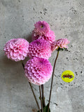 Wizard of Oz dahlia tuber