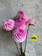 Wizard of Oz dahlia tuber