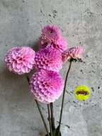 Ultimate Cut Flower Pack dahlia bloom, additional photo