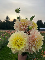 A hand holding a bouquet of large dahlia flowers in soft pastel shades of pale yellow, peach, and cream, photographed outdoors in a flower field at dusk.