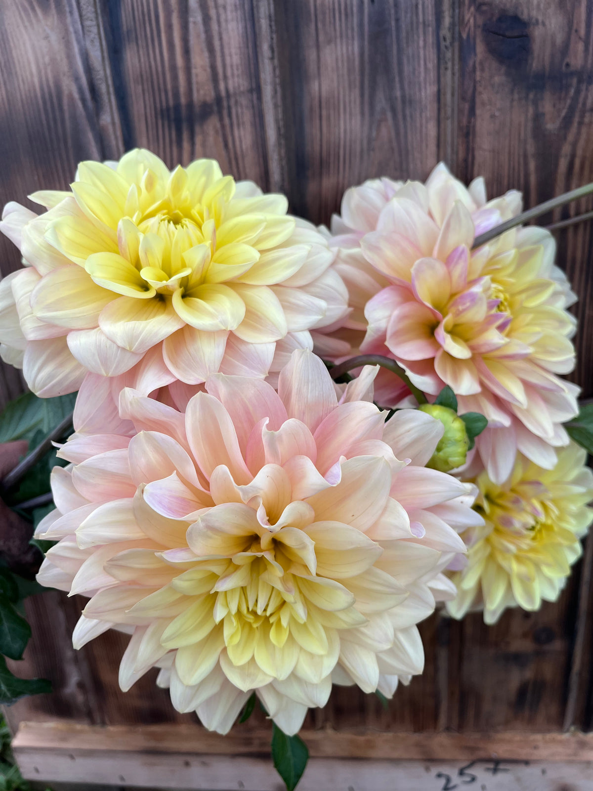 Four large dahlia flowers in soft pastel shades of pale yellow, cream, and light pink, shown against a rustic dark wood plank background.