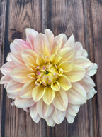A large dahlia flower with pale yellow and soft pink petals, photographed from above on a dark brown wooden surface.