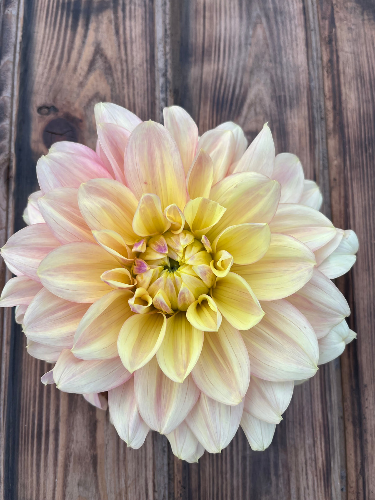 A large dahlia flower with pale yellow and soft pink petals, photographed from above on a dark brown wooden surface.