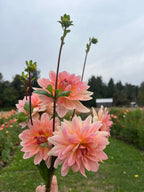 A hand holding a bouquet of tall-stemmed pink dahlia flowers with green buds, photographed outdoors against a blurred garden and cloudy sky background.