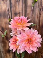 Three pink dahlia flowers with yellow centers and green leaves, arranged against a rustic dark brown wooden plank background.