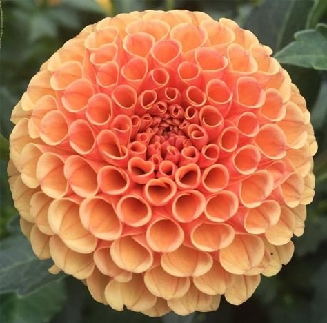 Amber Queen dahlia tuber
