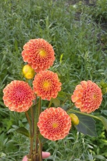 Amber Queen dahlia bloom, alternate view