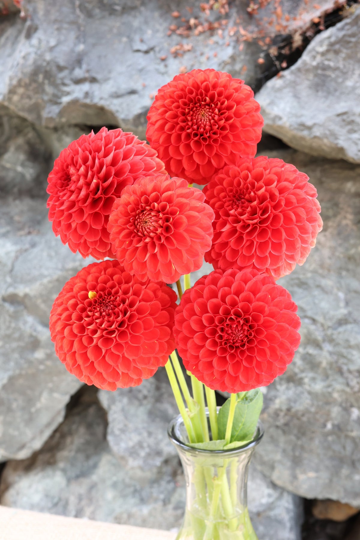 AC Angry Bird dahlia flower, another view of the bloom