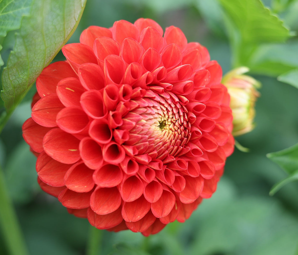 AC Angry Bird dahlia bloom, alternate view