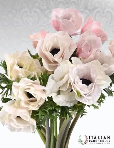 Anemone Bianca Panda